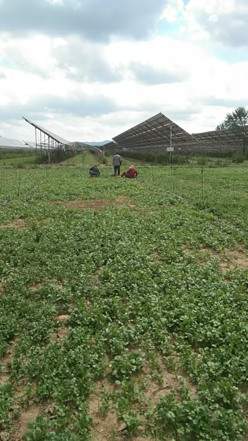 大叶香菜百亩基地直销量大质优价格优惠一手货源采购中