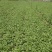 大叶香菜百亩基地直销量大质优价格优惠一手货源采购中