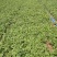 大叶香菜百亩基地直销量大质优价格优惠一手货源采购中