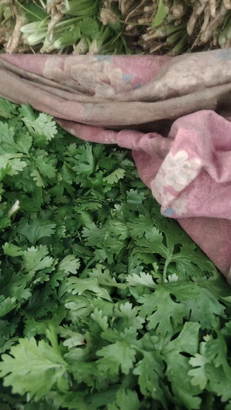 大叶香菜百亩基地直销量大质优价格优惠一手货源采购中