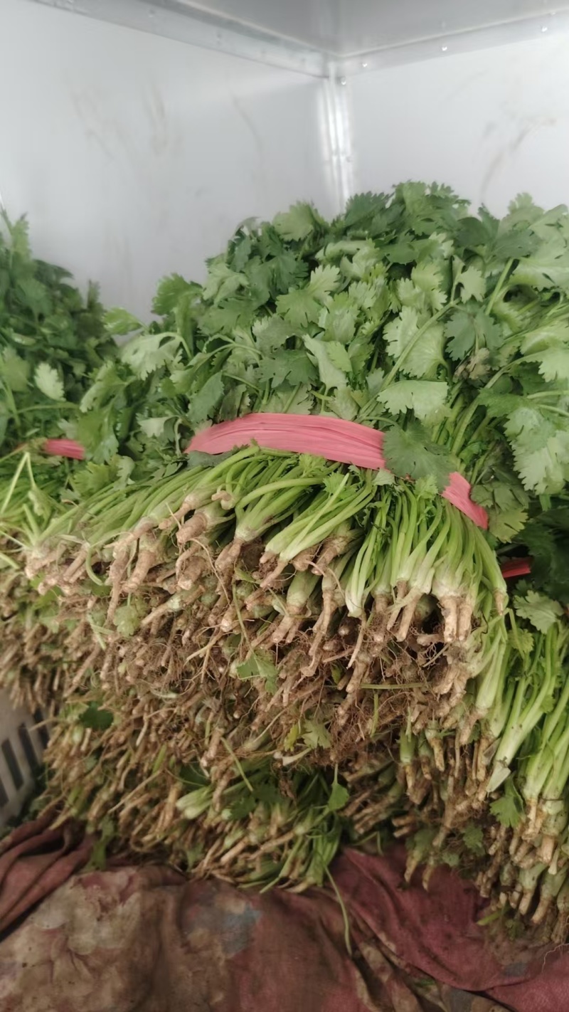 大叶香菜百亩基地直销量大质优价格优惠一手货源采购中