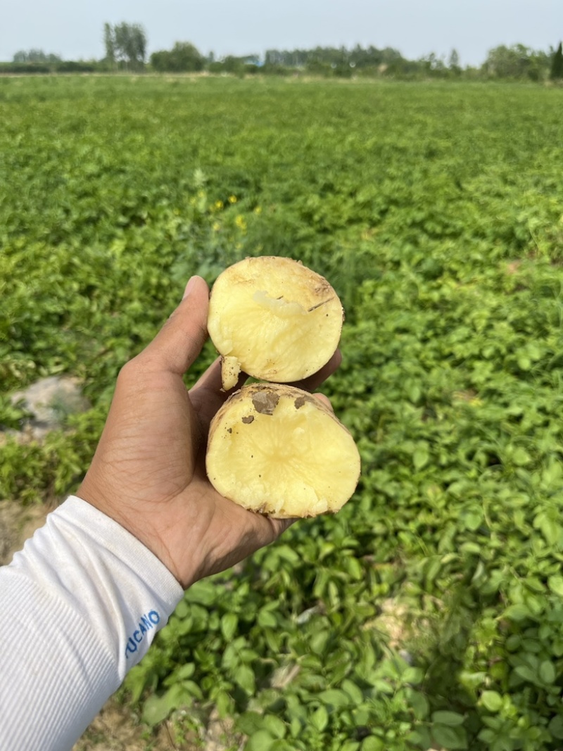 云南昭通宣薯2号黄心土豆货源充足/黄心土豆产地直销量大优惠