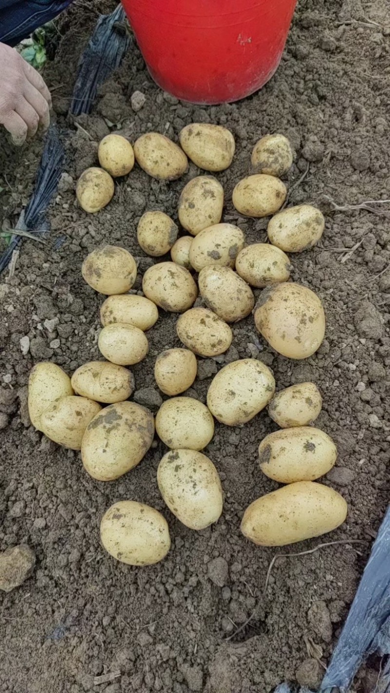 云南昭通宣薯2号黄心土豆货源充足/黄心土豆产地直销量大优惠