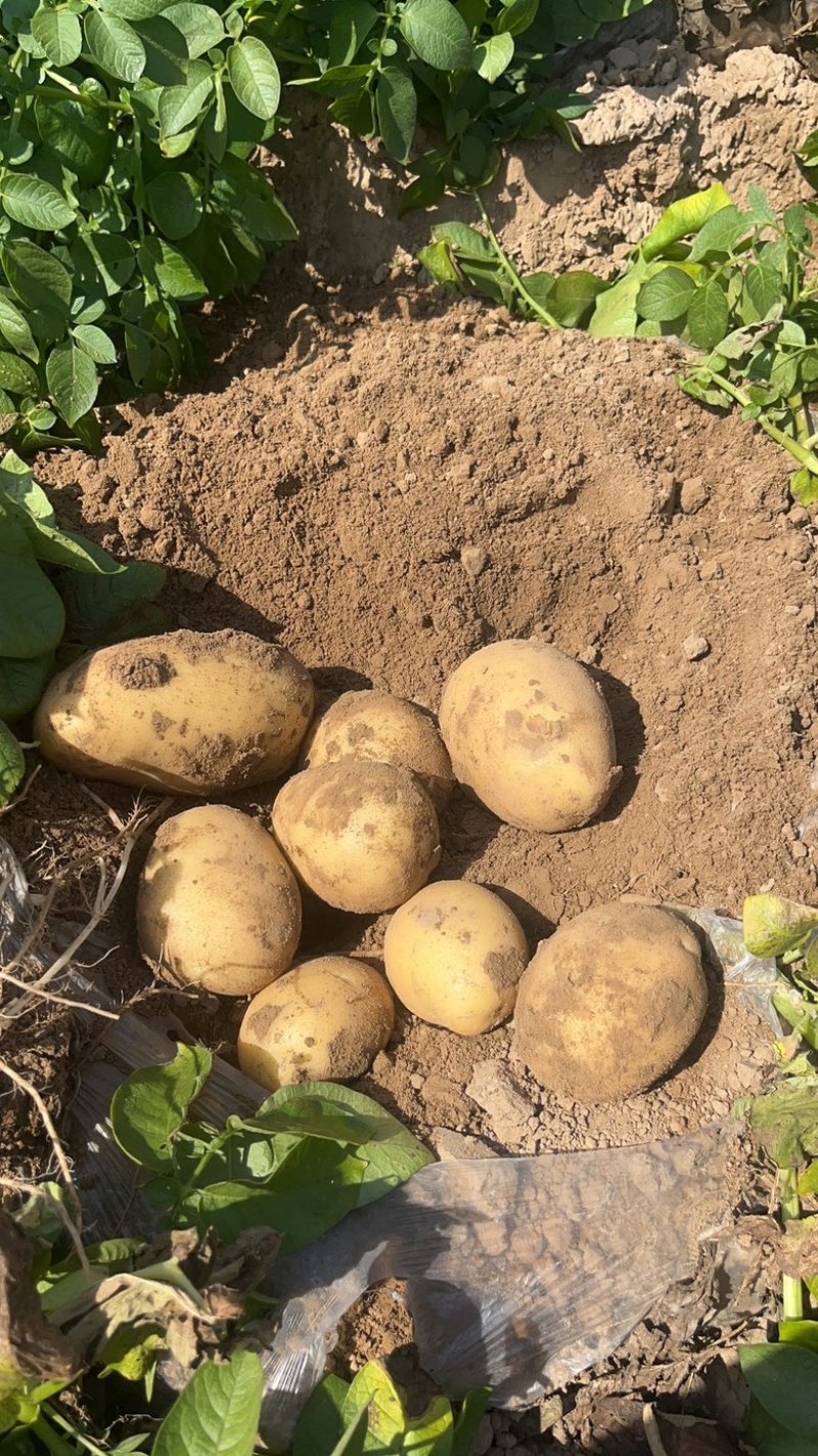 云南昭通宣薯2号黄心土豆货源充足/黄心土豆产地直销量大优惠