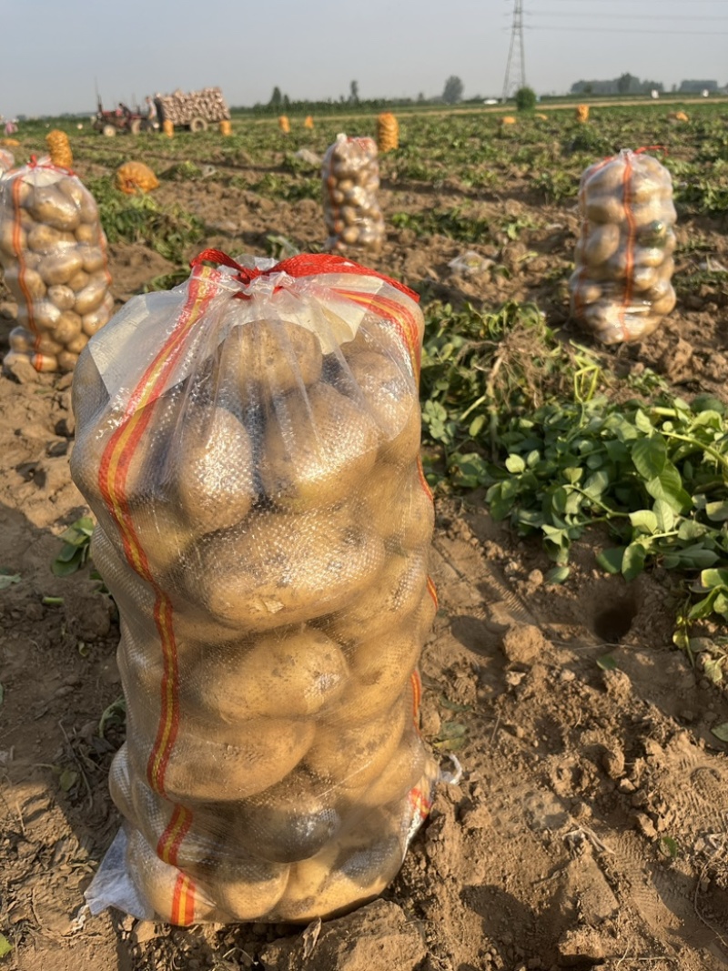 云南昭通宣薯2号黄心土豆货源充足/黄心土豆产地直销量大优惠