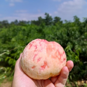 山西水蜜桃大久保水蜜桃一手货源可视频看货