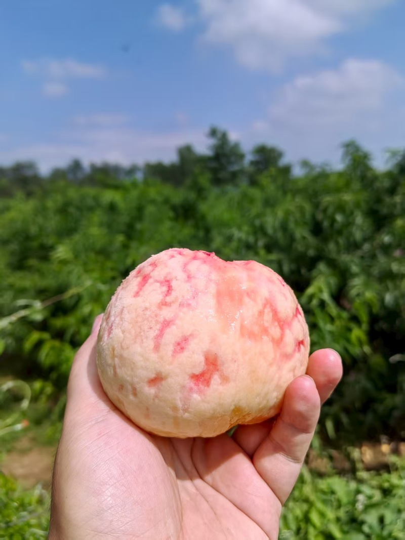 山西水蜜桃大久保水蜜桃一手货源可视频看货