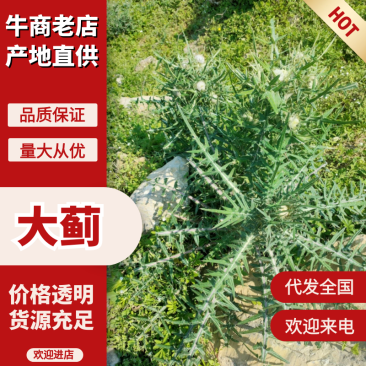 大蓟、鲜货、干货产地一手货源，规格齐全，量大从优欢迎电联