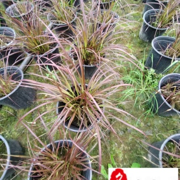 紫叶狼尾草杯苗批发成都紫叶狼尾草基地批发湿地湖边绿化