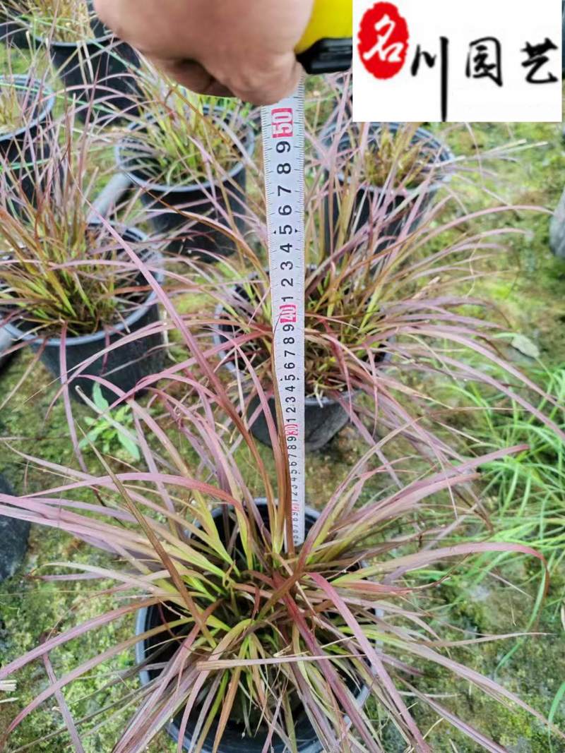 紫叶狼尾草杯苗批发成都紫叶狼尾草基地批发湿地湖边绿化