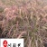 紫叶狼尾草杯苗批发成都紫叶狼尾草基地批发湿地湖边绿化
