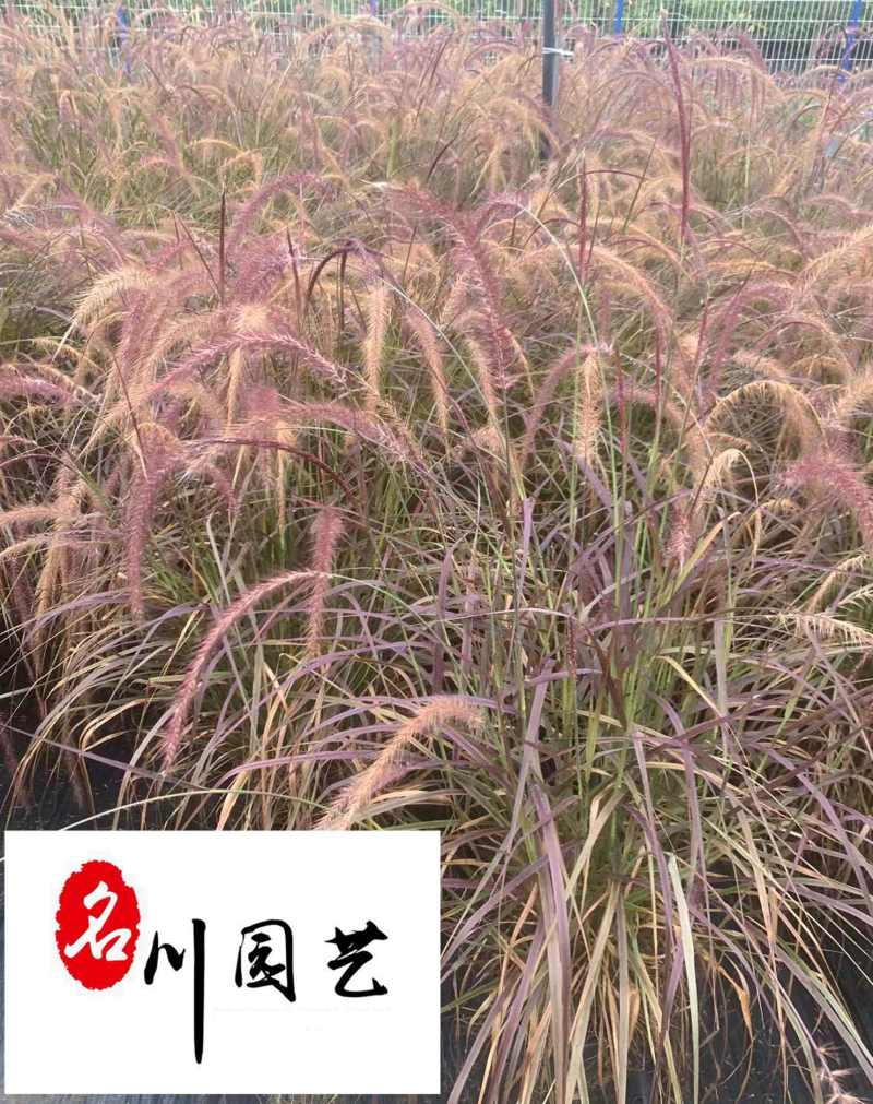 紫叶狼尾草杯苗批发成都紫叶狼尾草基地批发湿地湖边绿化