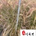 紫叶狼尾草杯苗批发成都紫叶狼尾草基地批发湿地湖边绿化