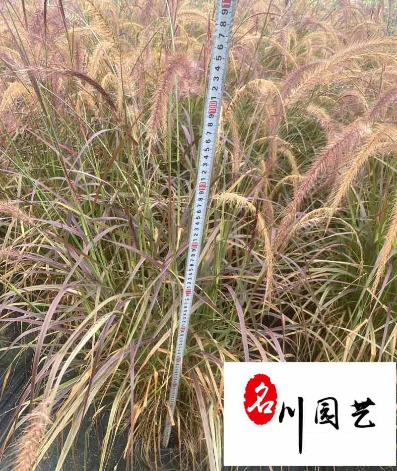 紫叶狼尾草杯苗批发成都紫叶狼尾草基地批发湿地湖边绿化