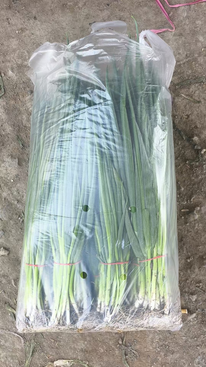 平顶山四季小香葱正有货接批发商超社区团购可以现场挑货满意为止