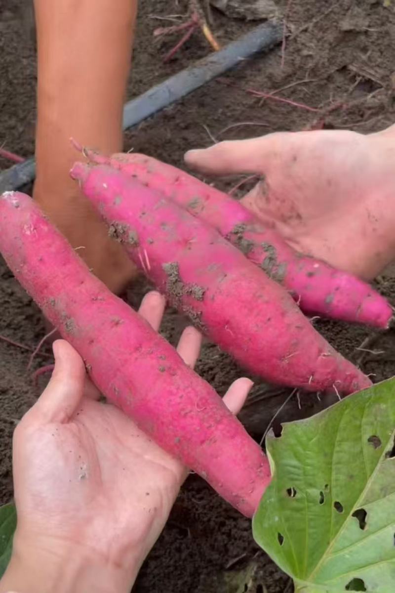 【现挖现发】河北红瑶蜜薯新鲜红薯自家种植品质保障