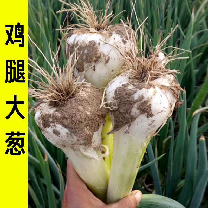 隆尧高白鸡腿大葱种子高产大头葱种子200克25年新种子基