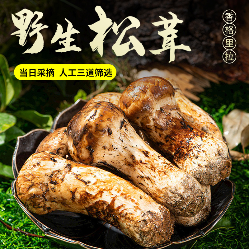 2025年新鲜松茸鲜货云南香格里拉野生松茸包邮