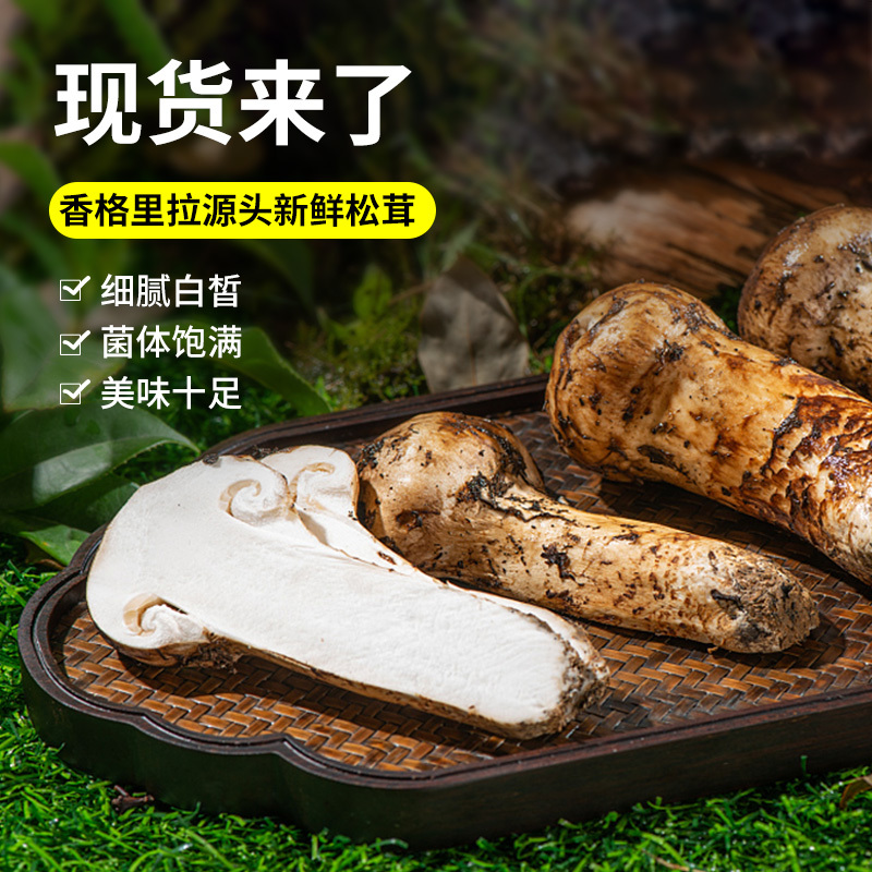 2025年新鲜松茸鲜货云南香格里拉野生松茸包邮