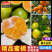 【实力】蜜橘湖北宜昌蜜橘湖北柑桔皮薄多汁量大优惠