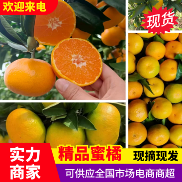 蜜橘湖北柑桔宜昌蜜橘产地直发现摘现发对接全国