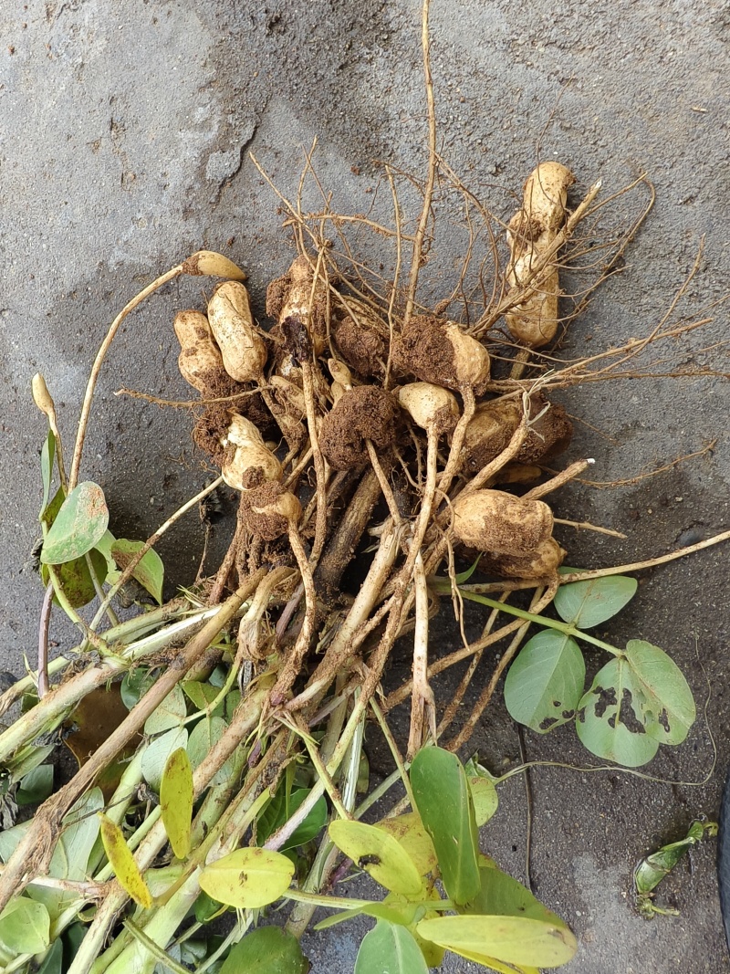 【实力推荐】云南红米花生现货现发量大价优可视频看货