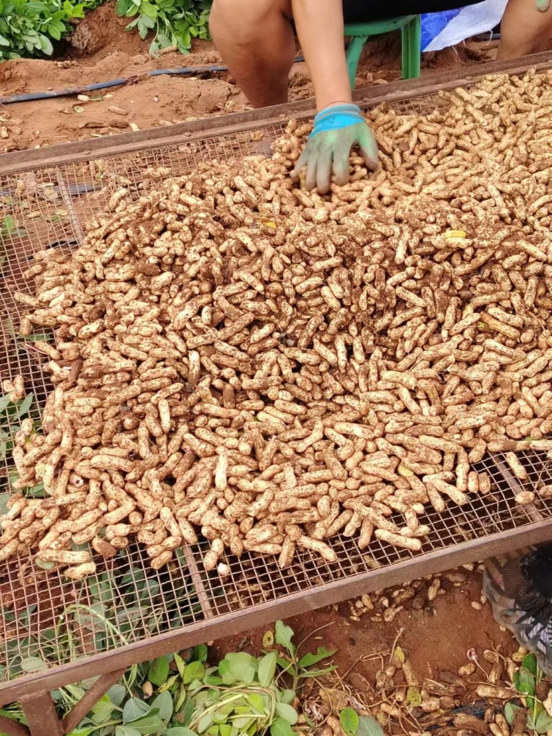 【实力推荐】云南红米花生现货现发量大价优可视频看货