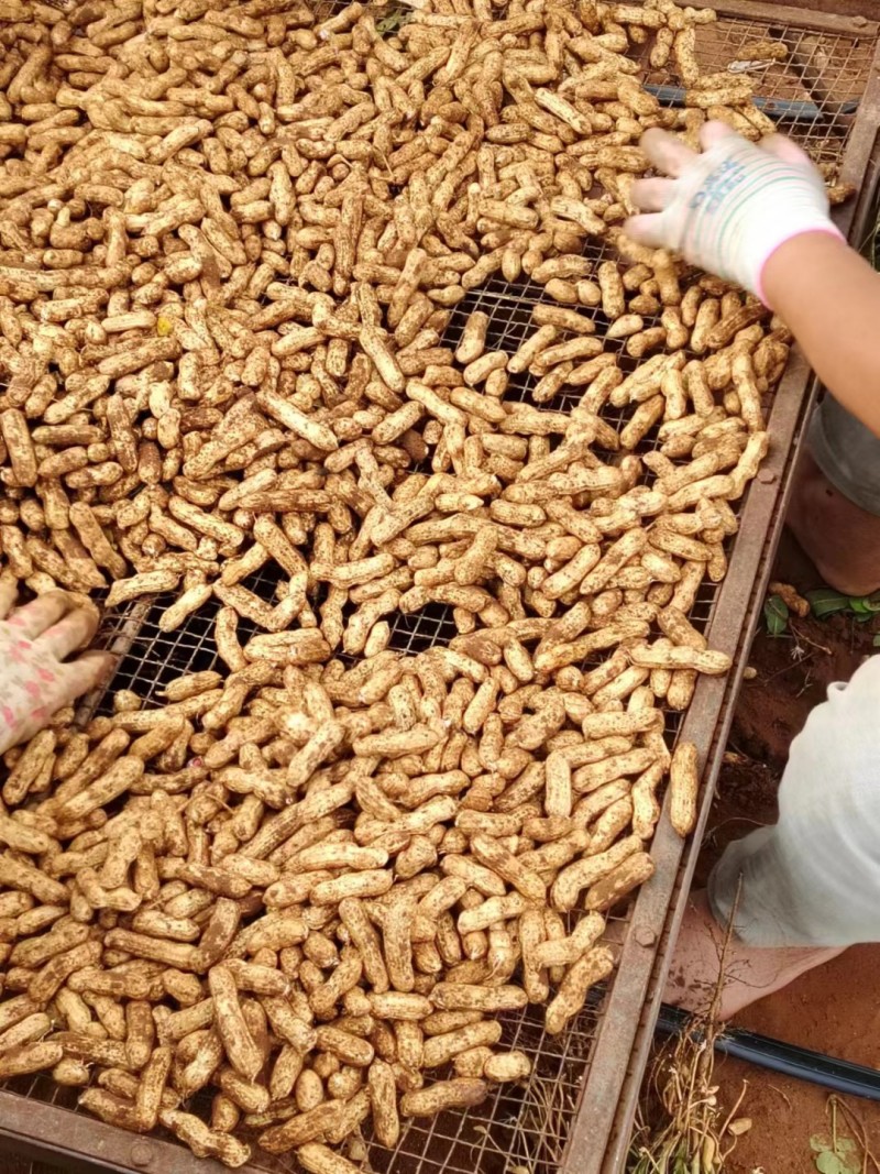 【实力推荐】云南红米花生现货现发量大价优可视频看货