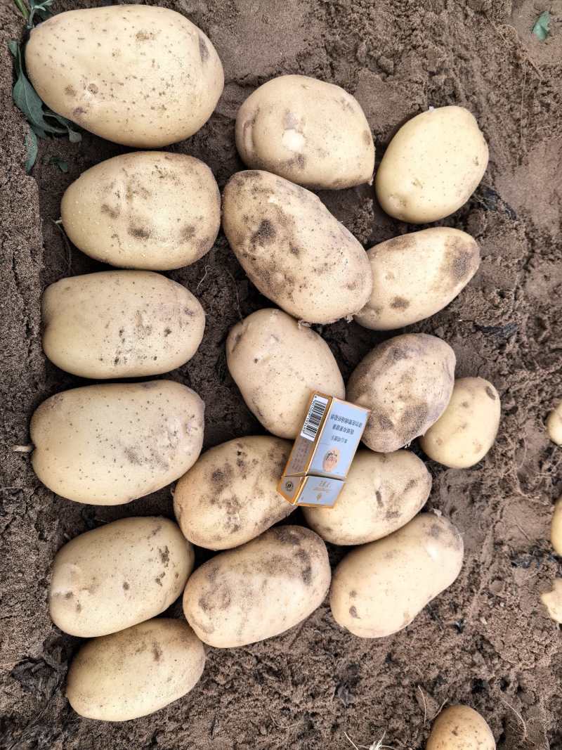 宁夏沙漠土豆精品黄皮黄心土豆一手货源产地直发可视频