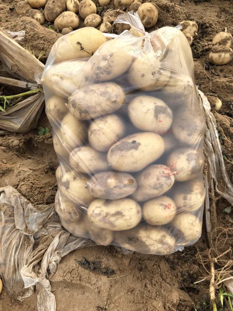 宁夏沙漠土豆精品黄皮黄心土豆一手货源产地直发可视频