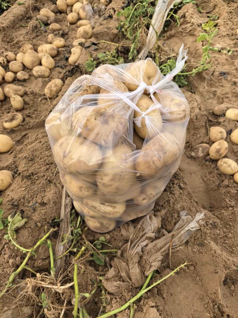 宁夏沙漠土豆精品黄皮黄心土豆一手货源产地直发可视频