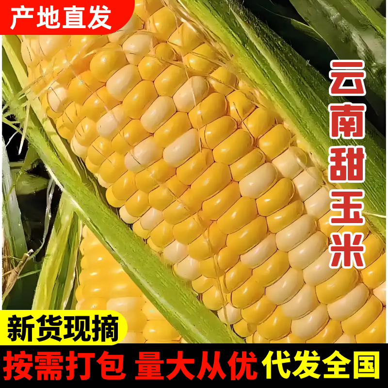 【优选】云南甜玉米产地直发新鲜采摘欢迎来电咨询