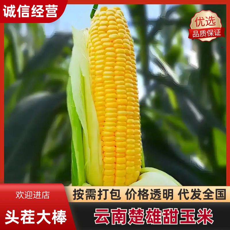 【优选】云南甜玉米产地直发新鲜采摘欢迎来电咨询