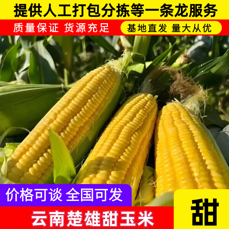 【优选】云南甜玉米产地直发新鲜采摘欢迎来电咨询