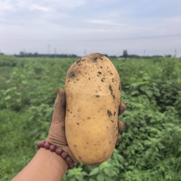 土豆~沃土品种