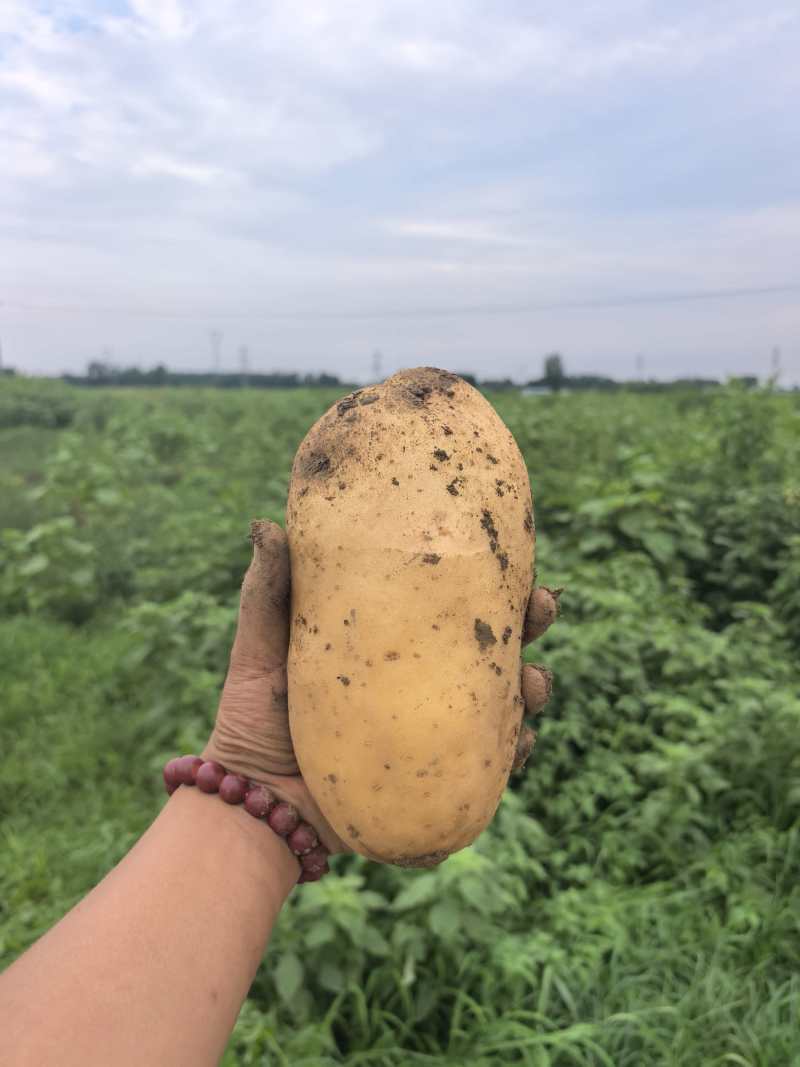 土豆~沃土品种
