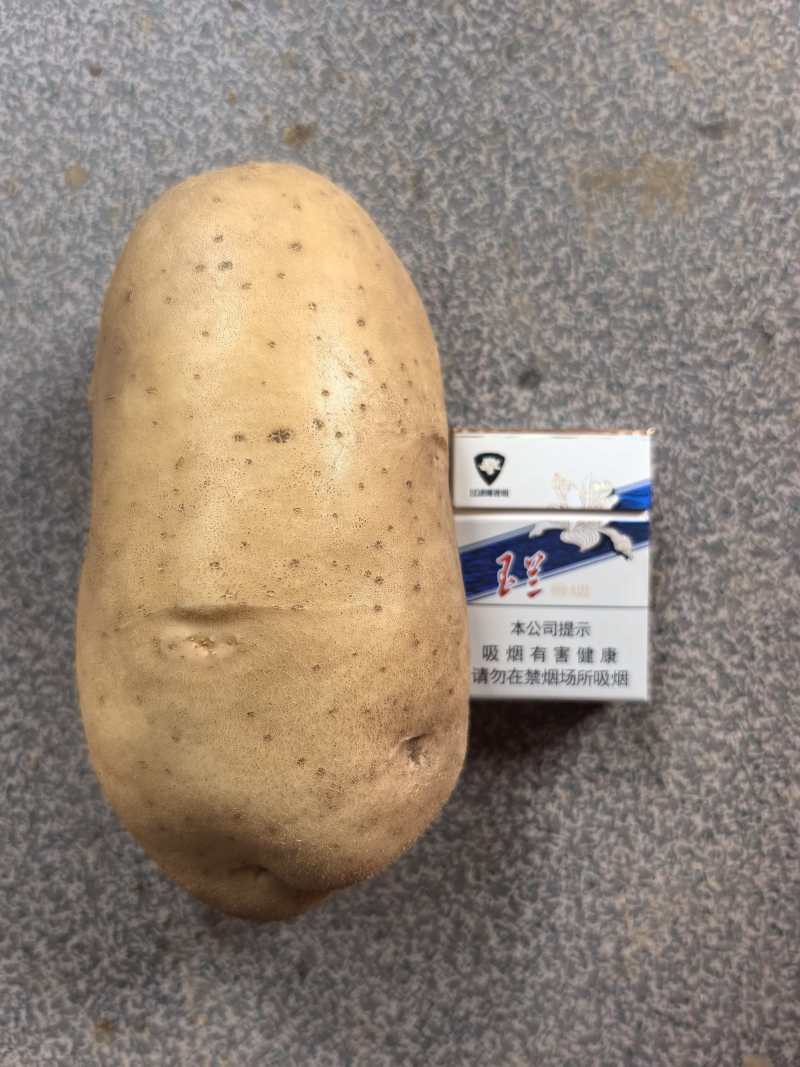 土豆~沃土品种