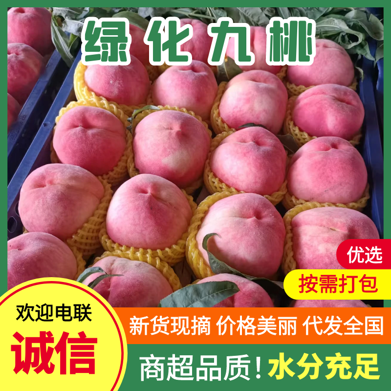 精品绿化九桃，价格优惠，产地直发，量大从优，实力商家