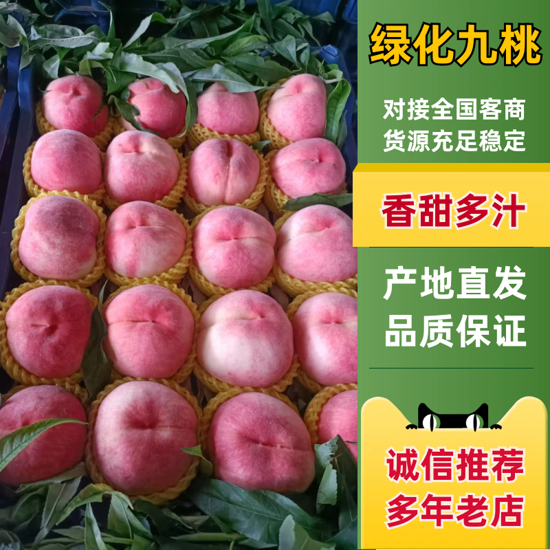 精品绿化九桃，价格优惠，产地直发，量大从优，实力商家