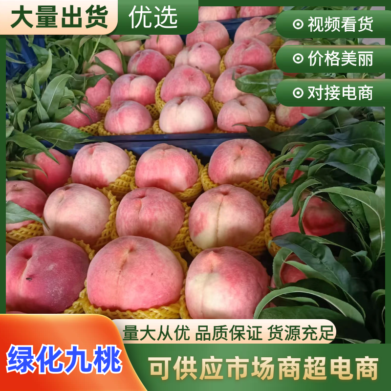 精品绿化九桃，价格优惠，产地直发，量大从优，实力商家
