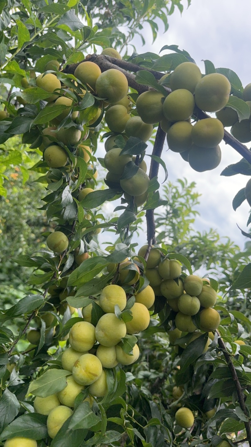 脱骨李子基地直销量大质优价格优惠一手货源欢迎采购