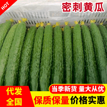 黄瓜密刺黄瓜大量上市，产地直供价格便宜，，质量保证，