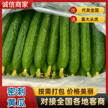 精品密刺黄瓜，产地直发！批发，电商，商超，应有尽有！