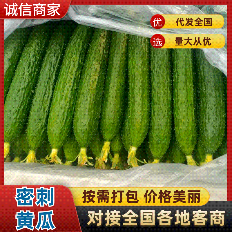 精品密刺黄瓜，产地直发！批发，电商，商超，应有尽有！