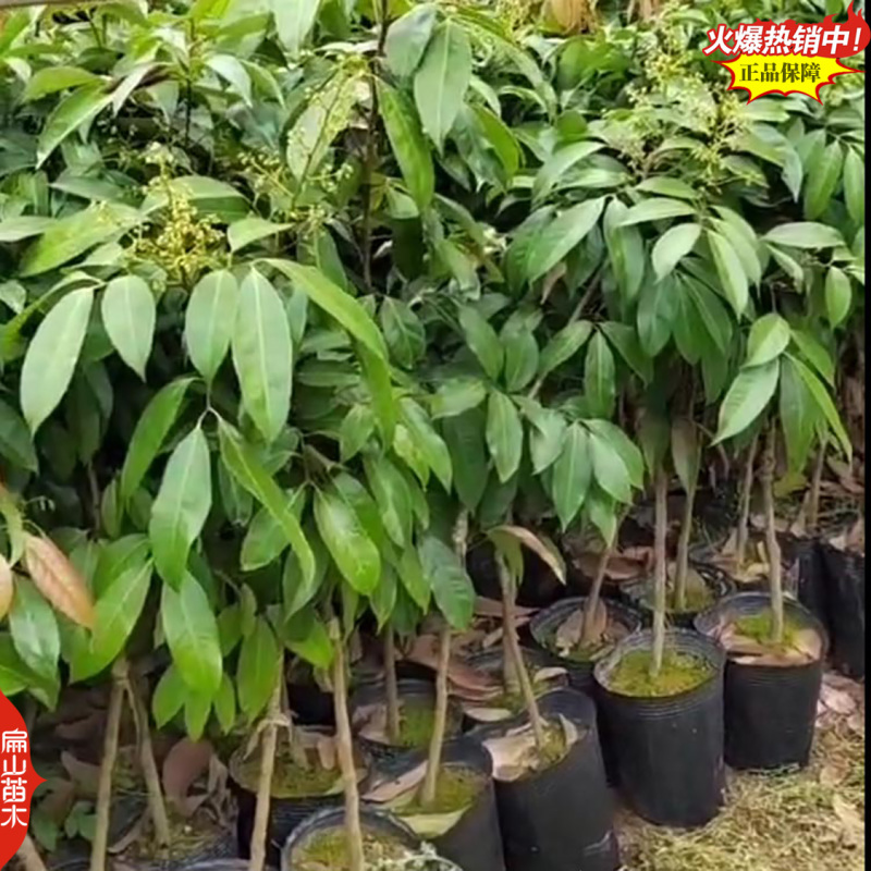 福建东壁无核龙眼苗批发漳州大乌圆福州古山2号龙眼树