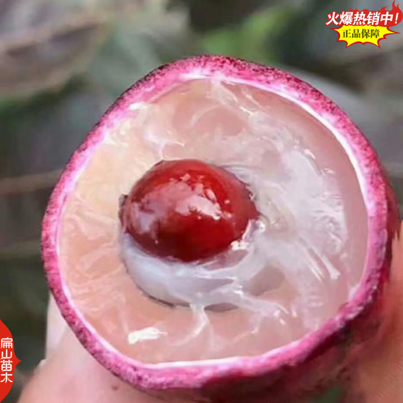福建东壁无核龙眼苗批发漳州大乌圆福州古山2号龙眼树