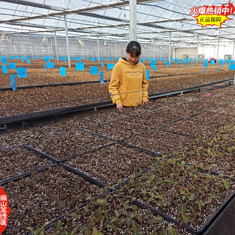 吃漳州金线莲干货福建金线莲种苗厦门龙岩新鲜金线莲9亩