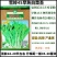 【高产耐热】特惠雪婷45天白菜苔种子极早熟白菜苔籽抗病耐