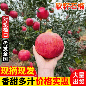 四川石榴会理石榴软籽硬籽都有欢迎商超出口社区团购一件代发