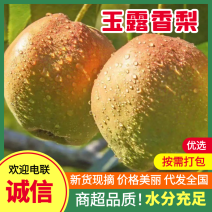 山西平遥玉露香梨大量供应产地现摘现发品质保证欢迎来电